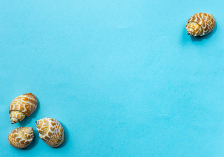 Flat lay summer composition with sea shells on blue background with copy spaceの写真素材