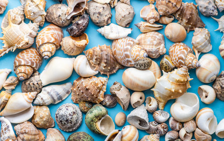Flat lay summer composition with sea shells on blue background with copy space