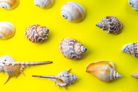 Flat lay summer composition with sea shells on yellow background with copy spaceの写真素材