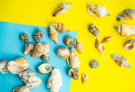 Flat lay summer composition with sea shells on blue and yellow background with copy space