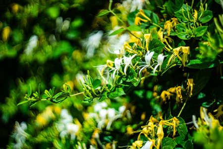 Blooming tropical flowers as a summer backgroundの写真素材