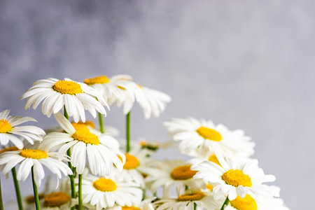 White daisy flowers on concrete table as a summer backgroundの写真素材