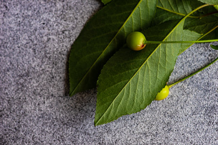 Summer background with green cherry leaves on concrete background