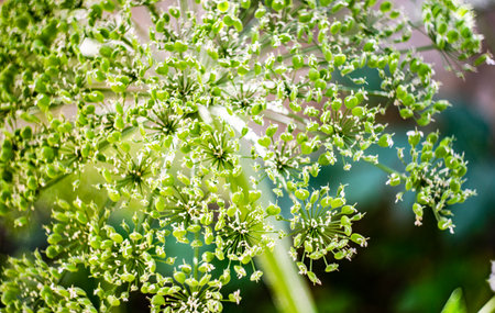 Summer background with close up of flowers with seed boxes