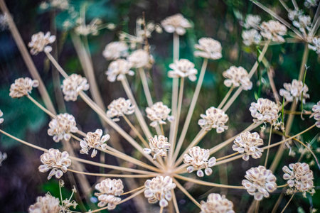 Summer background with close up of flowers with seed boxesの写真素材
