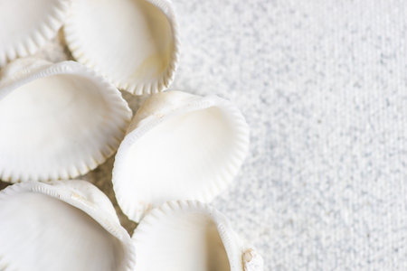 Summer background with variety of sea shells on concrete background