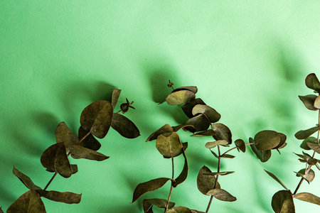 Summer background with leaves of Eucalyptus on green background