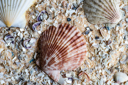 Summertime flat lay with sea and marine themed summer background