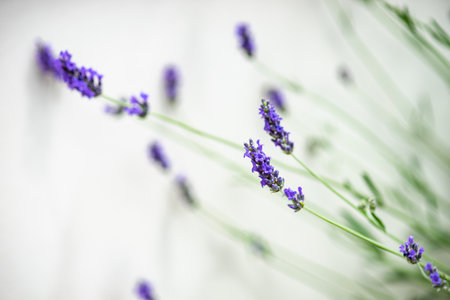 Summer background with blue flowers of Lavender flowers in a gardenの写真素材