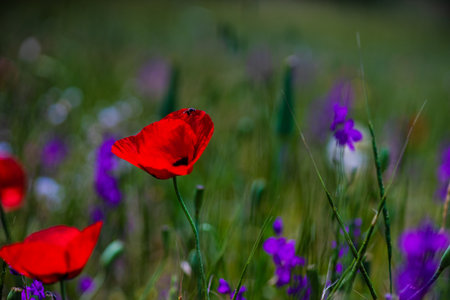 Summer background with red poppy flowers in a meadowの写真素材