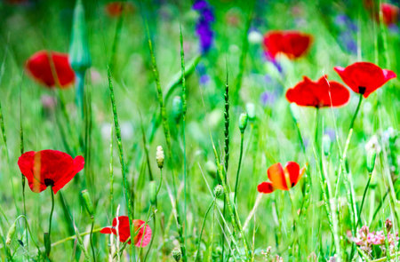 Summer background with red poppy flowers in a meadowの写真素材