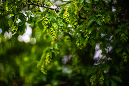 hornbeam leaves and flowers  as a summer background