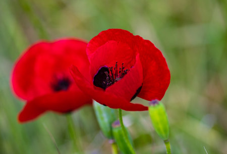 Summer background with red poppy flowers in a meadowの写真素材