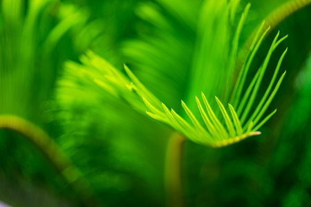 Close up of bright green palm leaves as a natural tropical background