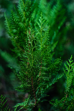 Close up of thuja tree in the summer park