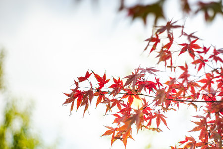 Japanese red maple tree leaves as a autumnal backgroundの写真素材