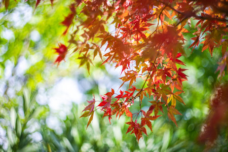 Japanese red maple tree leaves as a autumnal background
