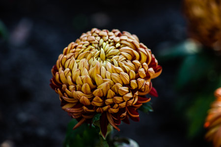 Close up of autumnal flowers blooming in the falltime gardenの写真素材