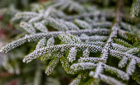 Fir tree and cones with snow and ice in the wild forestの写真素材
