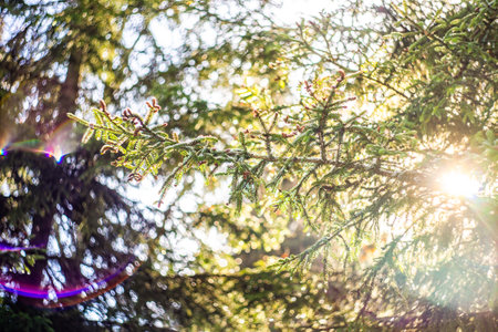 Fir tree and cones with snow and ice in the wild forestの写真素材