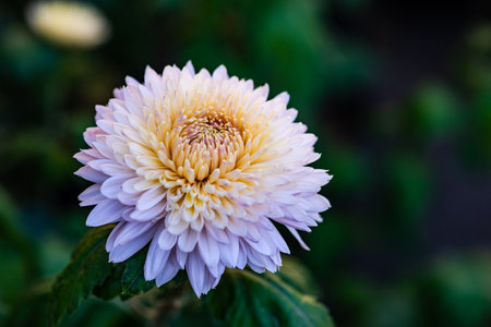 Close up of autumnal flowers blooming in the falltime gardenの写真素材