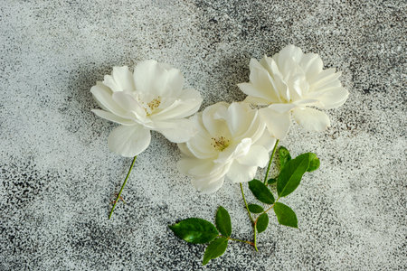 White rose flowers on concrete background with copy spaceの写真素材