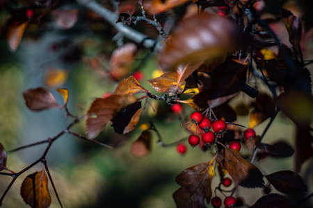 Wild red berries in the autumnal forest