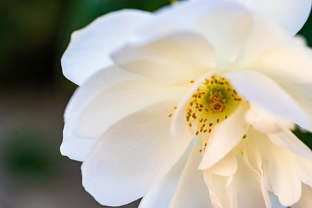 Close up of white rose bush blooming in the gardenの写真素材