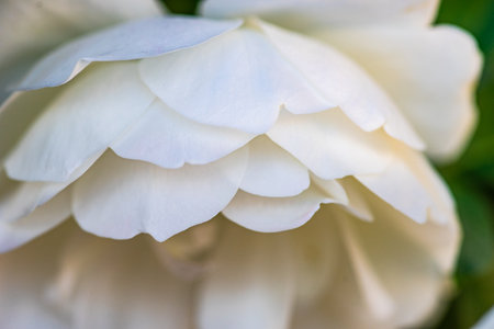 Close up of white rose bush blooming in the gardenの写真素材