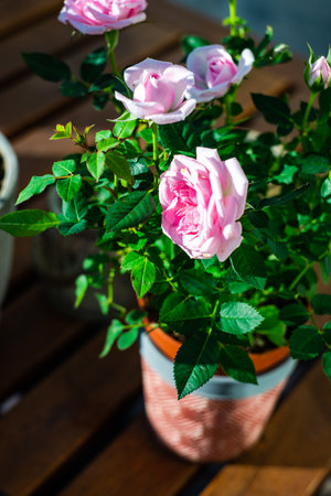 Pink rose blooming in the garden pot on wooden tableの写真素材