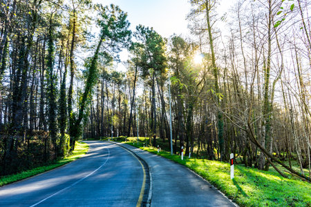 Forest with tall trees and road in sunny dayの写真素材