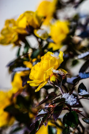 Blooming yellow rose bush in the garden in snowing timeの写真素材