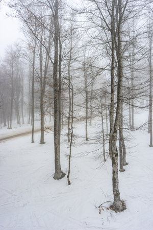 Covered with snow Caucasus mountain in misty day time in Bakuriani resort, Georgiaの写真素材