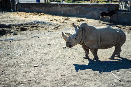 13 February 2022, Tbilisi, Georgia: Cute rhinoceros in Tbilisi's Zoo, Georgiaの写真素材