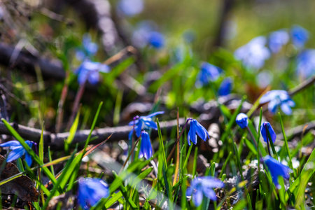 First spring blue Scilla siberica  flowers in a wild forestの写真素材