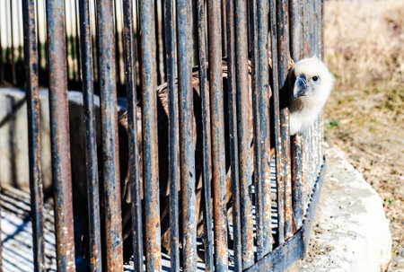 13 February 2022, Tbilisi, Georgia: Cute eagle female in Tbilisi's Zoo, Georgiaのeditorial素材