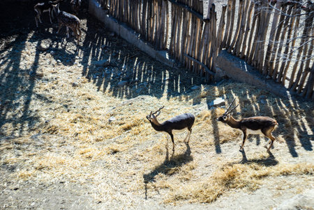 13 February 2022, Tbilisi, Georgia: Cute goats in Tbilisi's Zoo, Georgiaのeditorial素材