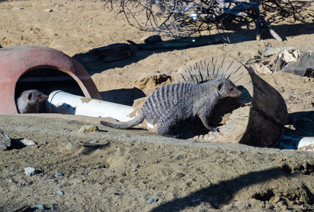 13 February 2022, Tbilisi, Georgia: Cute meerkat in Tbilisi's Zoo, Georgiaのeditorial素材