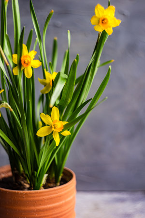 Seasonal home decor with flower pot of yellow mini daffodilsの写真素材