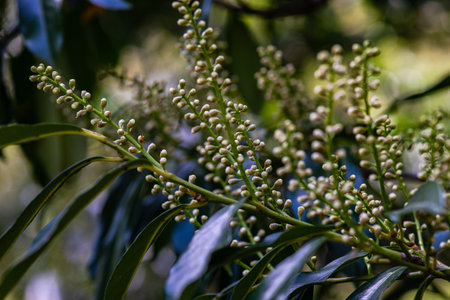 First flowers of laurel plant in the spring gardenの写真素材