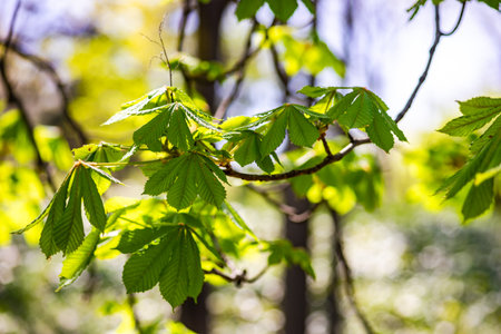 Blooming of chestnut tree in the spring timeの写真素材