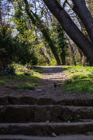 Rural landscape with old stairway or pathway