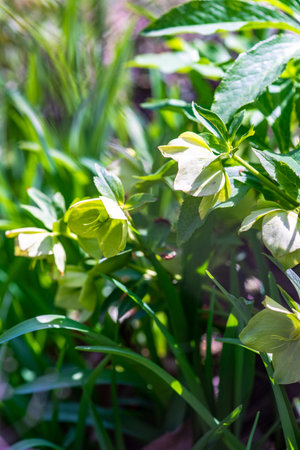 Close up of rare Helleborus flower in the forestの写真素材
