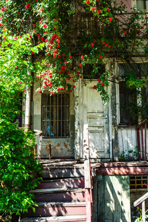 Old house covered with blooming red roses in Kala, the oldest part of the capital city of Georgiaの写真素材