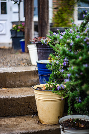Spring decoration of garden with flowering plant in potsの写真素材