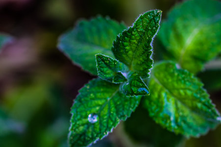 Green leaves of mint plant in summer garden