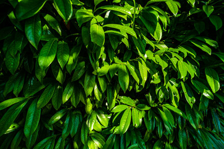 Fresh spring leaves as a natural background with copy space