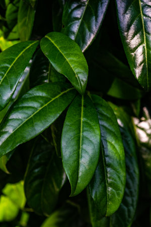 Fresh spring leaves as a natural background with copy spaceの写真素材