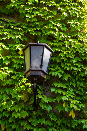 Street lamp on the wall covered with green leaves of ivy plant in Old Tbilisi, Georgiaの写真素材