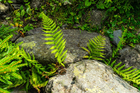 Green leaves of fern plant in the summer forestの写真素材